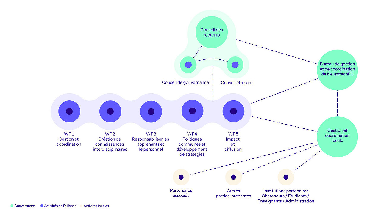 Zoom sur le schéma décrivant l’organisation de NeurotechEU. À la base, les activités locales sont menées par les étudiants, chercheurs, enseignants et personnels administratifs, coordonnés par des équipes locales. Ces activités sont soutenues par des groupes de travail thématiques (Work Packages) et un bureau de coordination. L’ensemble est relié à une gouvernance centrale composée du Conseil des recteurs, du Conseil de gouvernance et du Conseil étudiant, qui assurent la cohérence globale du projet.